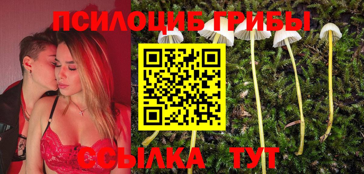купить   Вход с VPN  Губкинский  Галлюциногенные грибы Cubensis 